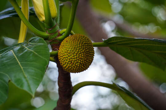 Image of jackfruit