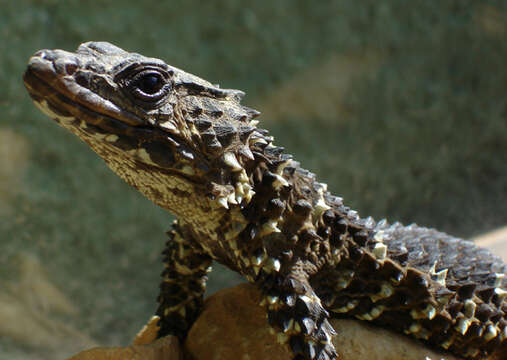 Image of Waterberg Girdled Lizard