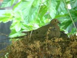 Image of American Mourning Dove