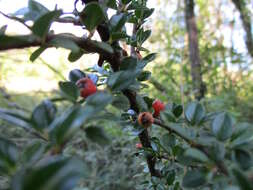 صورة Cotoneaster horizontalis Decne