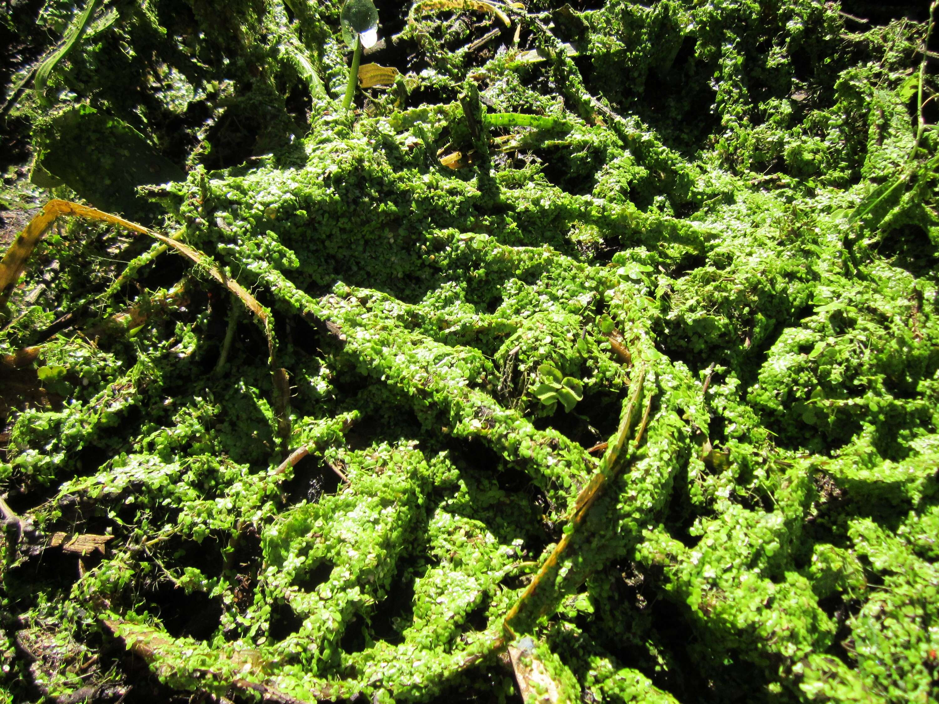 Image of Common Duckweed