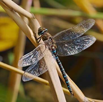 Image of Migrant Hawker