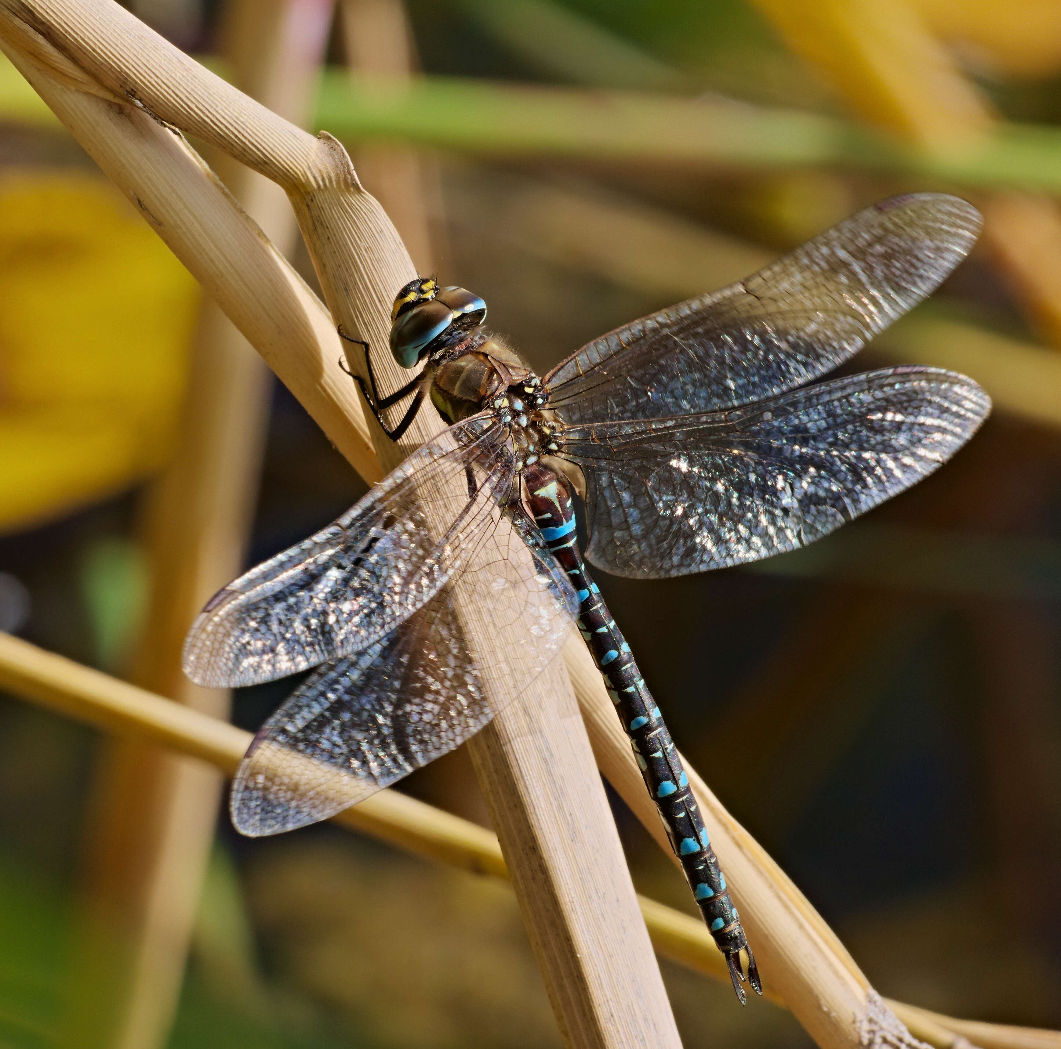 Image of Migrant Hawker