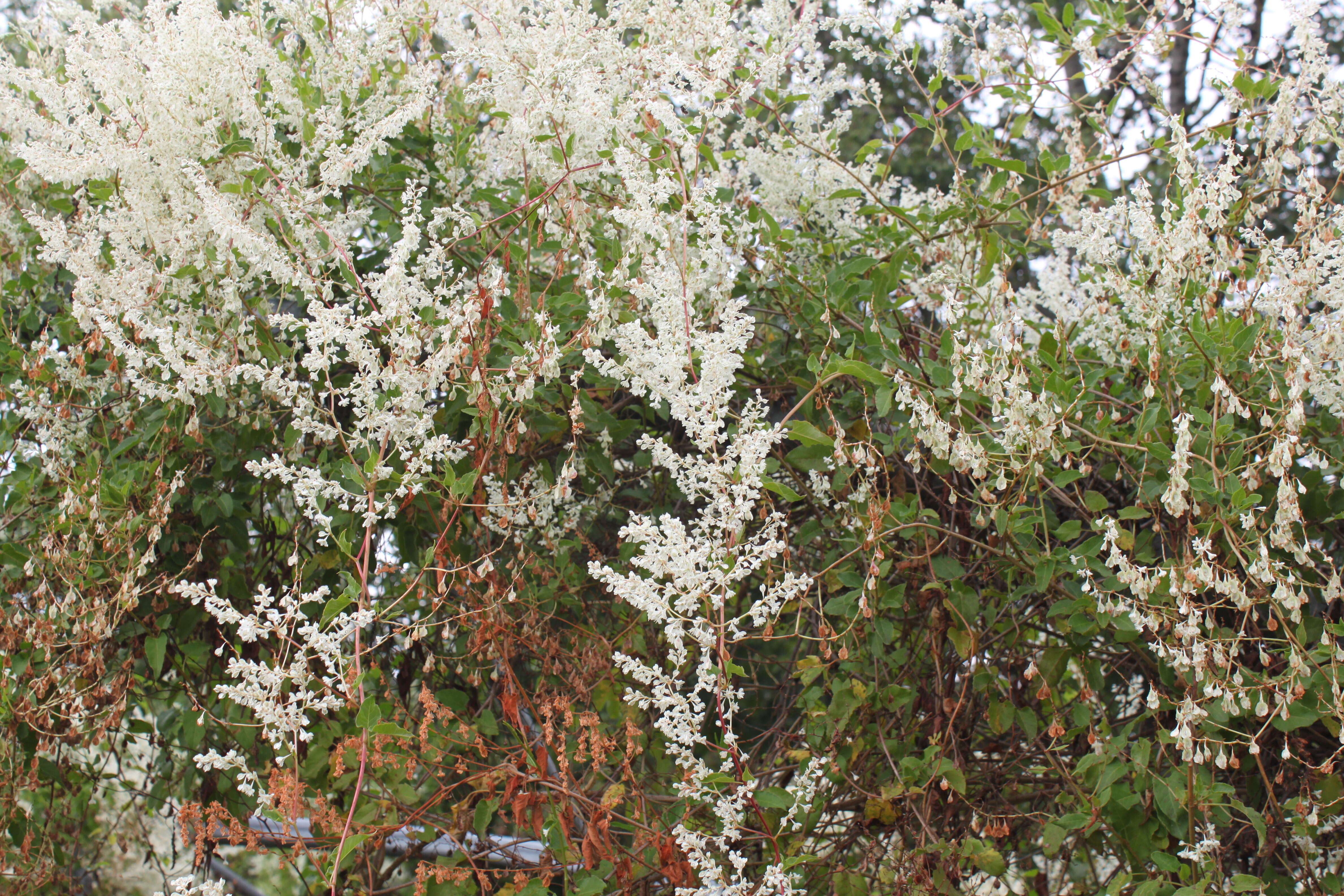 Image of Fallopia baldschuanica