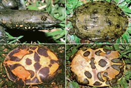 Image of Spotted softshell turtle