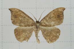 Image of Agnidra scabiosa Butler 1877