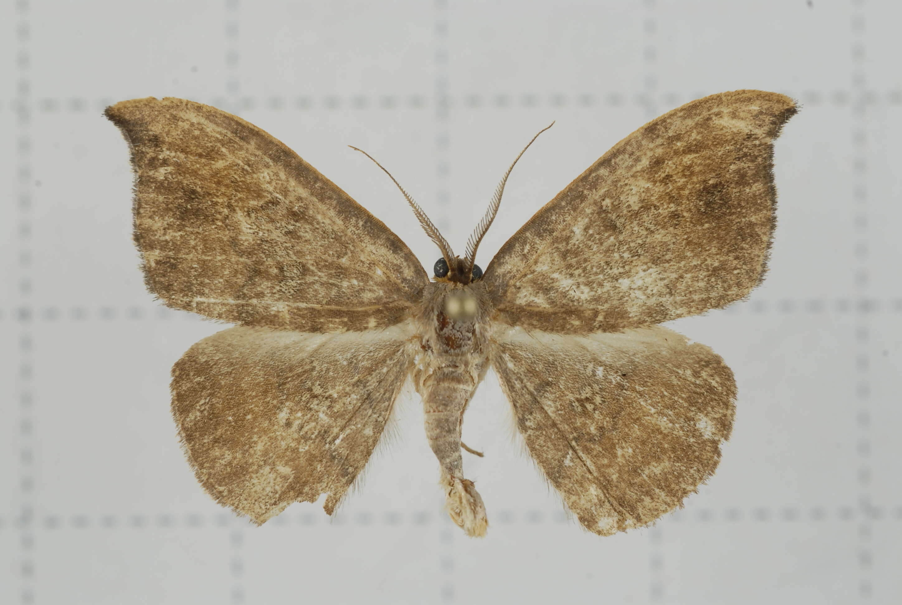 Image of Agnidra scabiosa Butler 1877