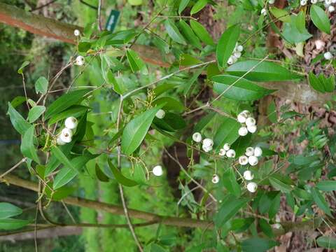 Image of West Indian milkberry