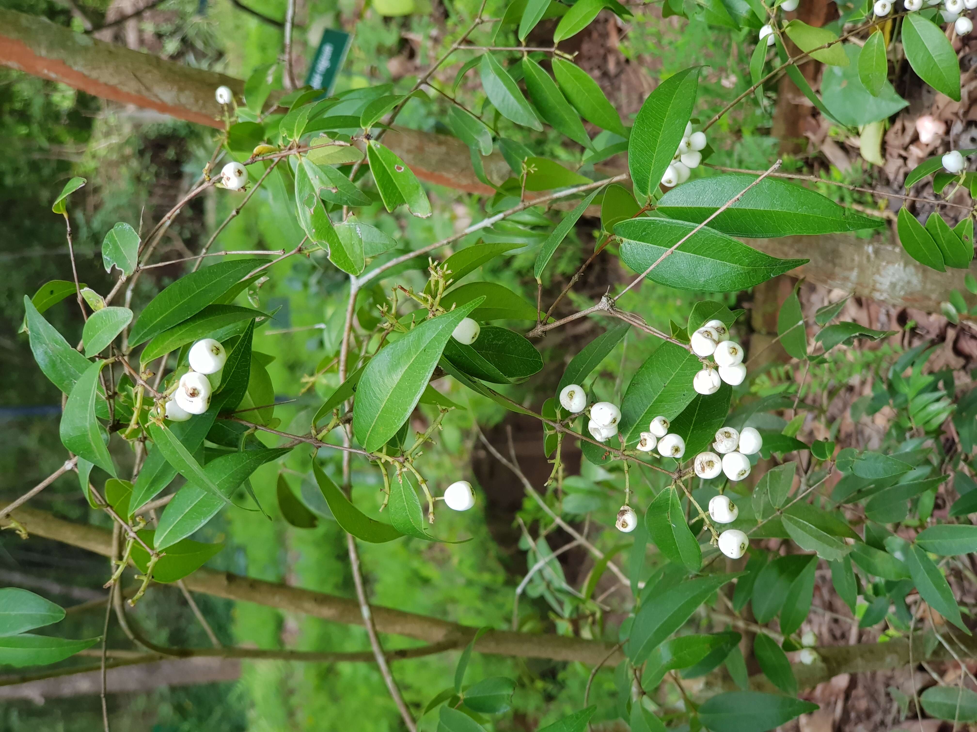 Image de Chiococca alba (L.) Hitchc.