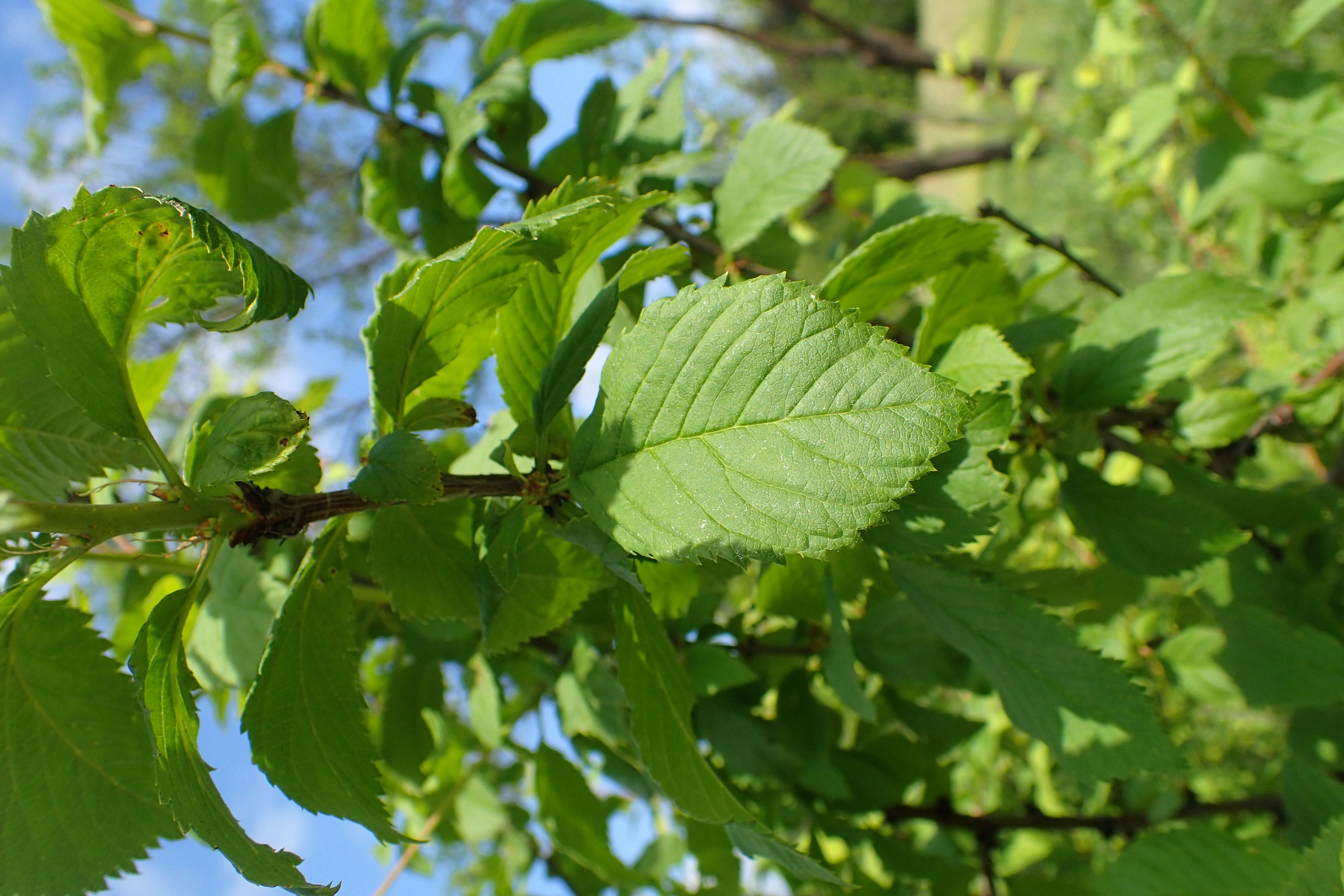 Image of Prunus ulmifolia