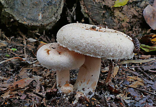 صورة Lactarius pubescens Fr. 1838