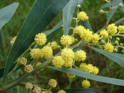 Image of water wattle