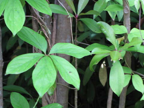 Image de Dioscorea pentaphylla L.