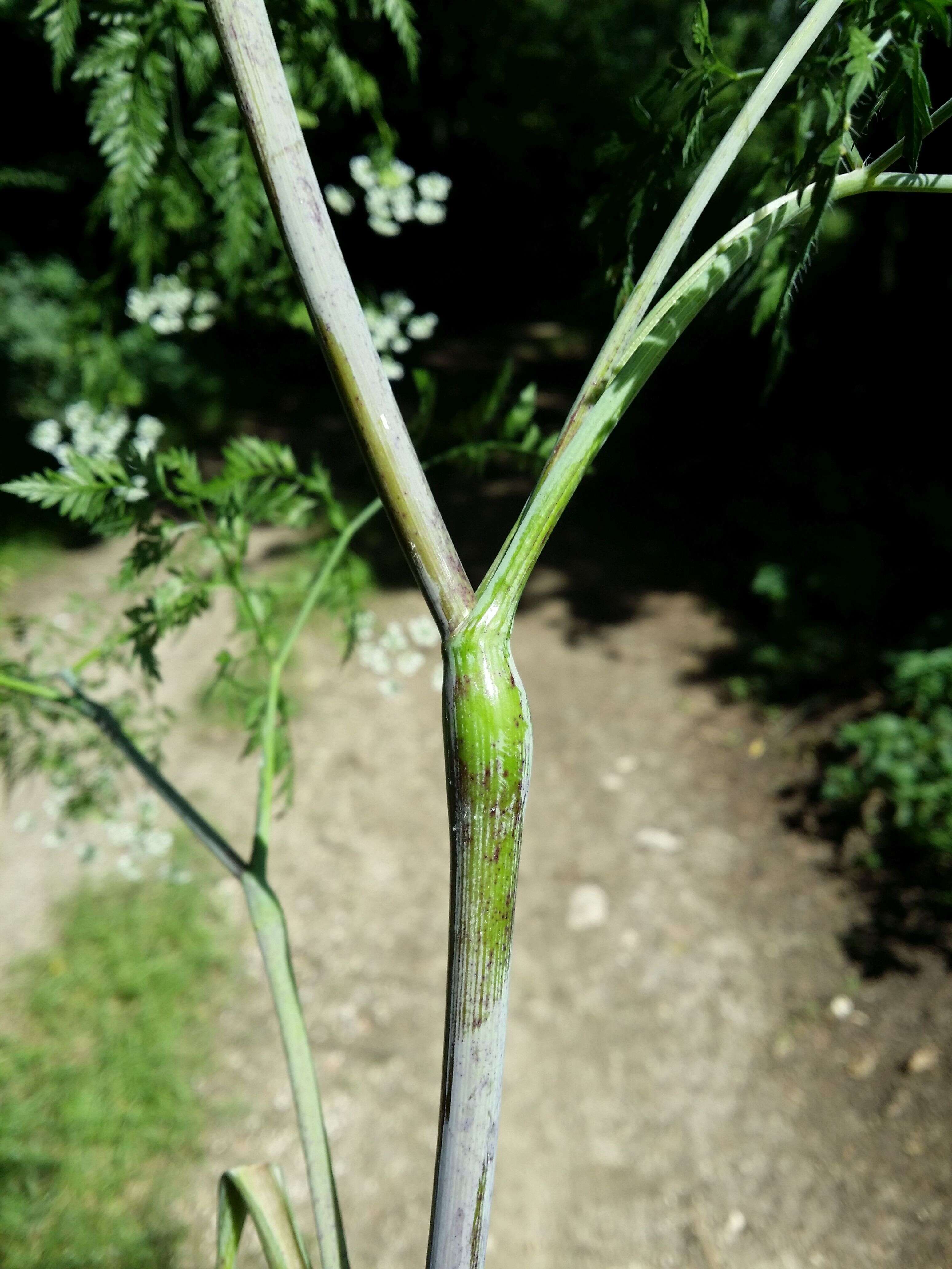 Image of bulbous chervil