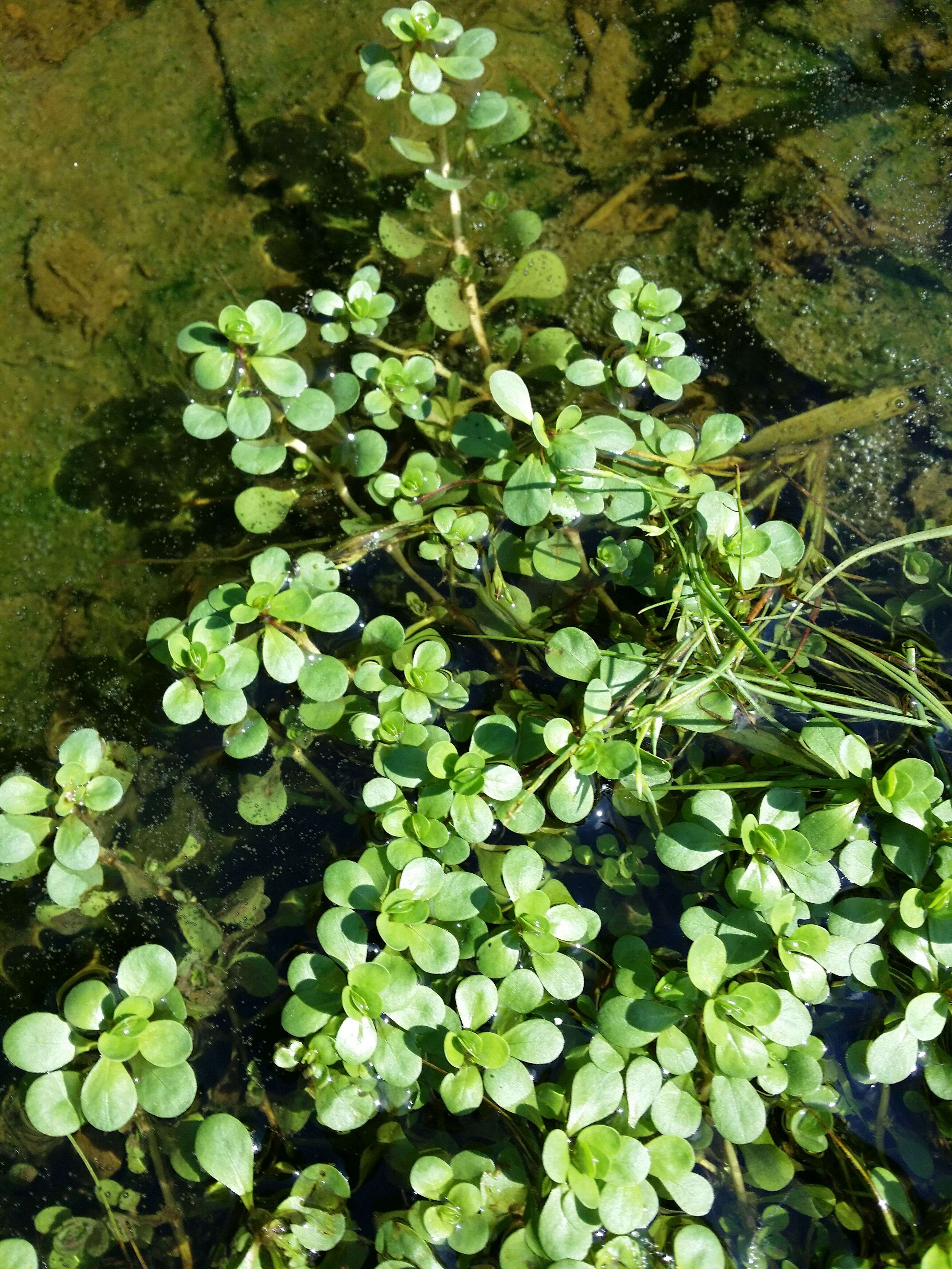 Image of Spatulaleaf Loosestrife