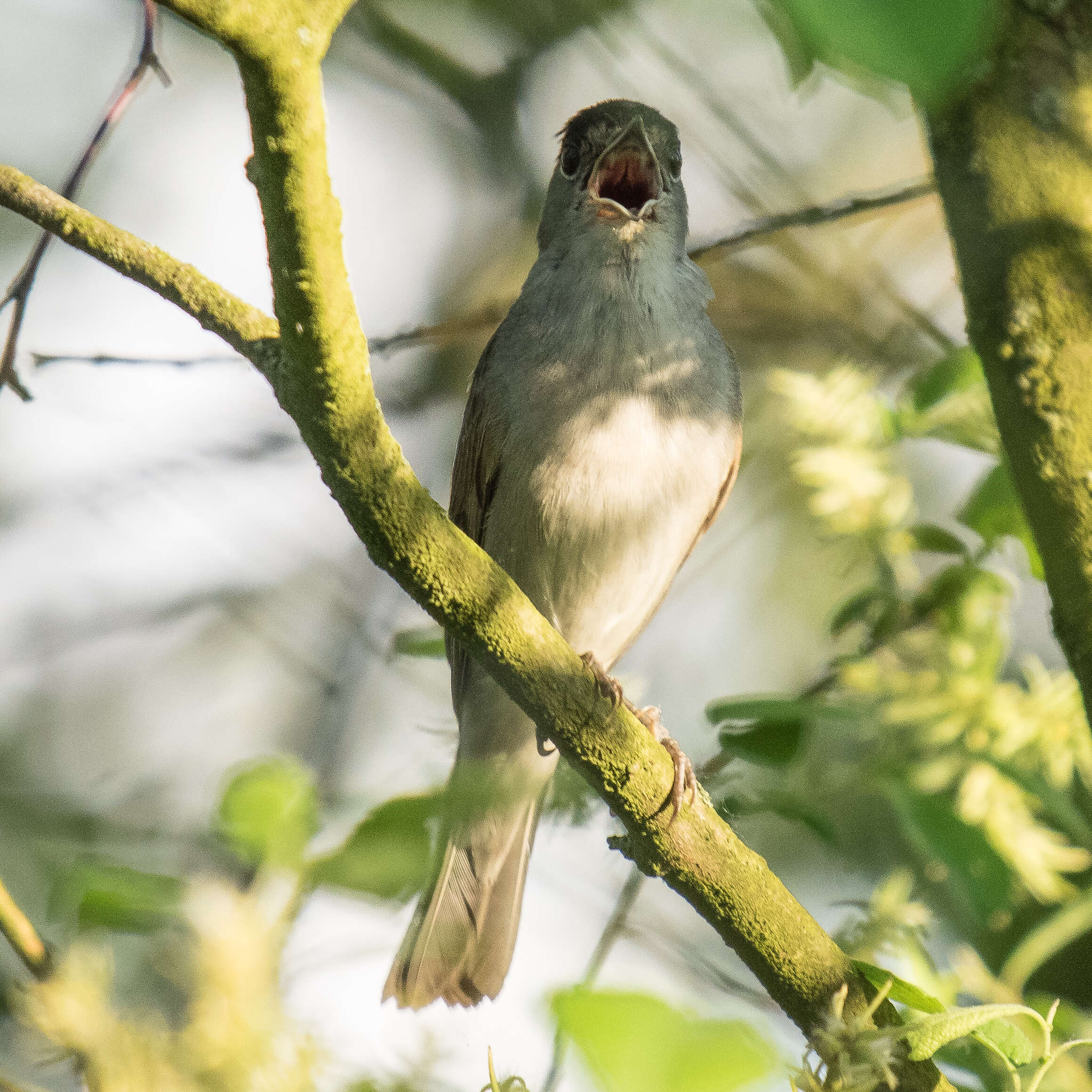 Imagem de Sylvia atricapilla (Linnaeus 1758)