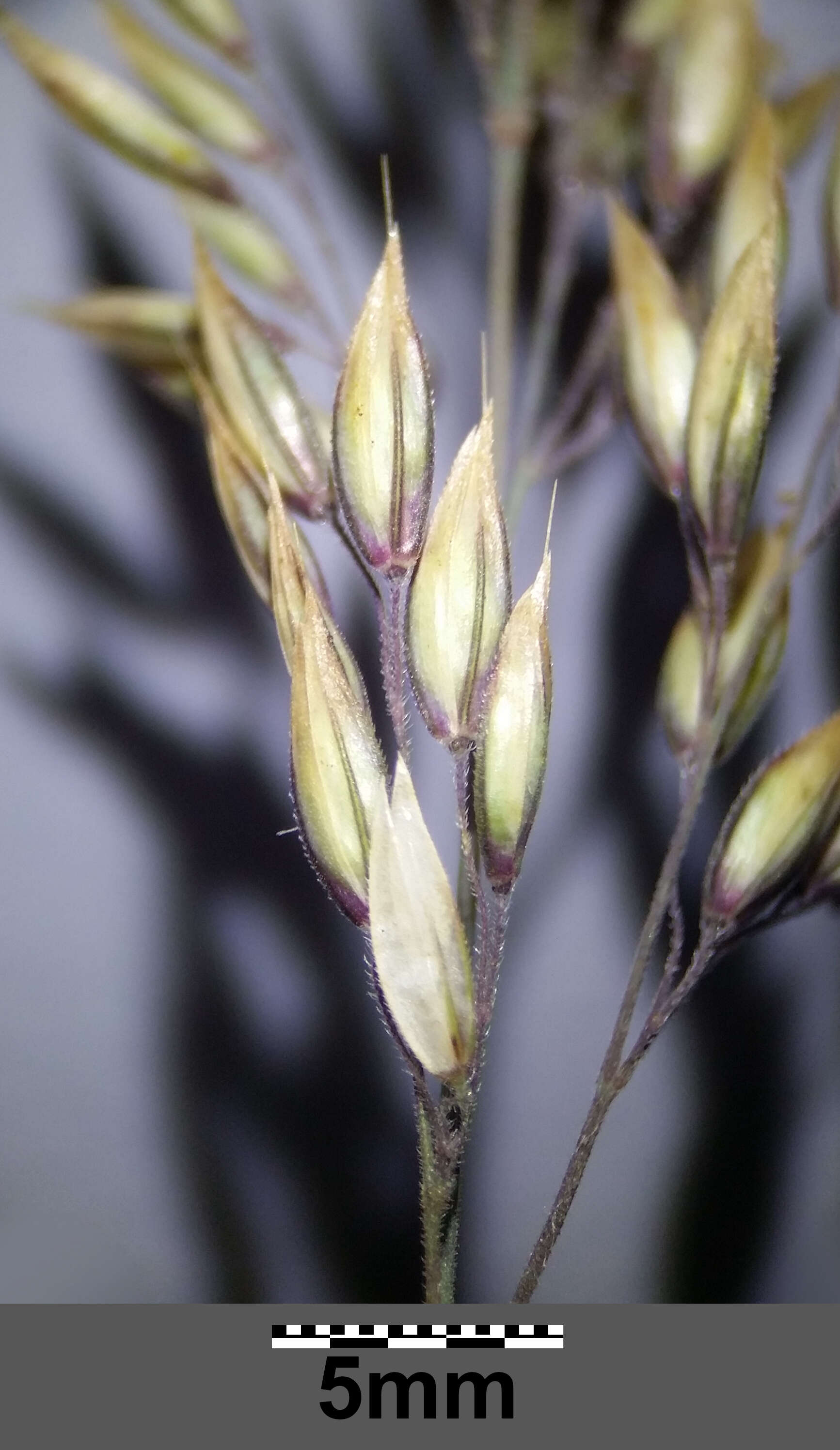 Image of Creeping Soft Grass