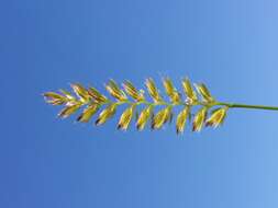 Image of Crested dogstail grass