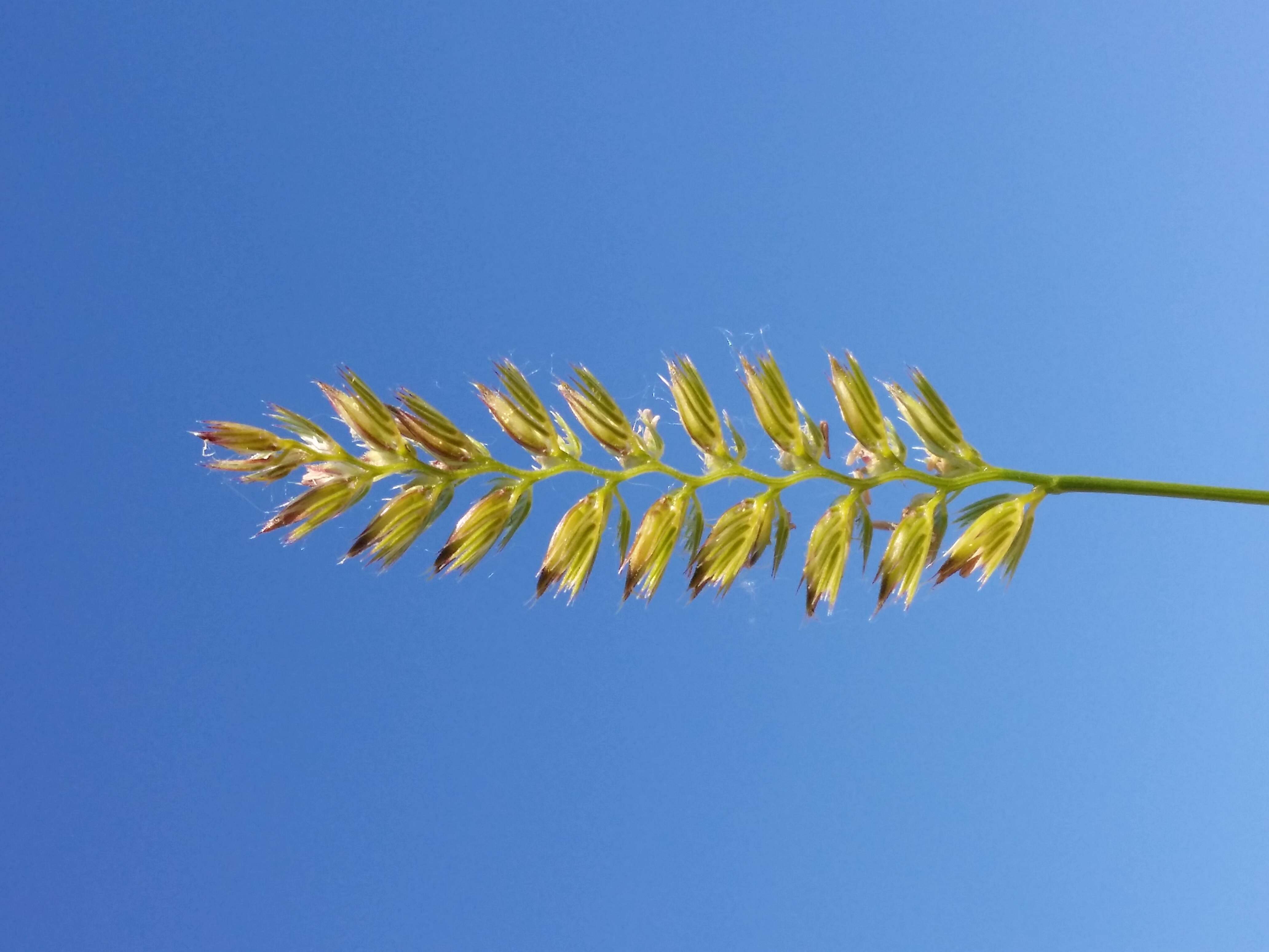 Image of Crested dogstail grass