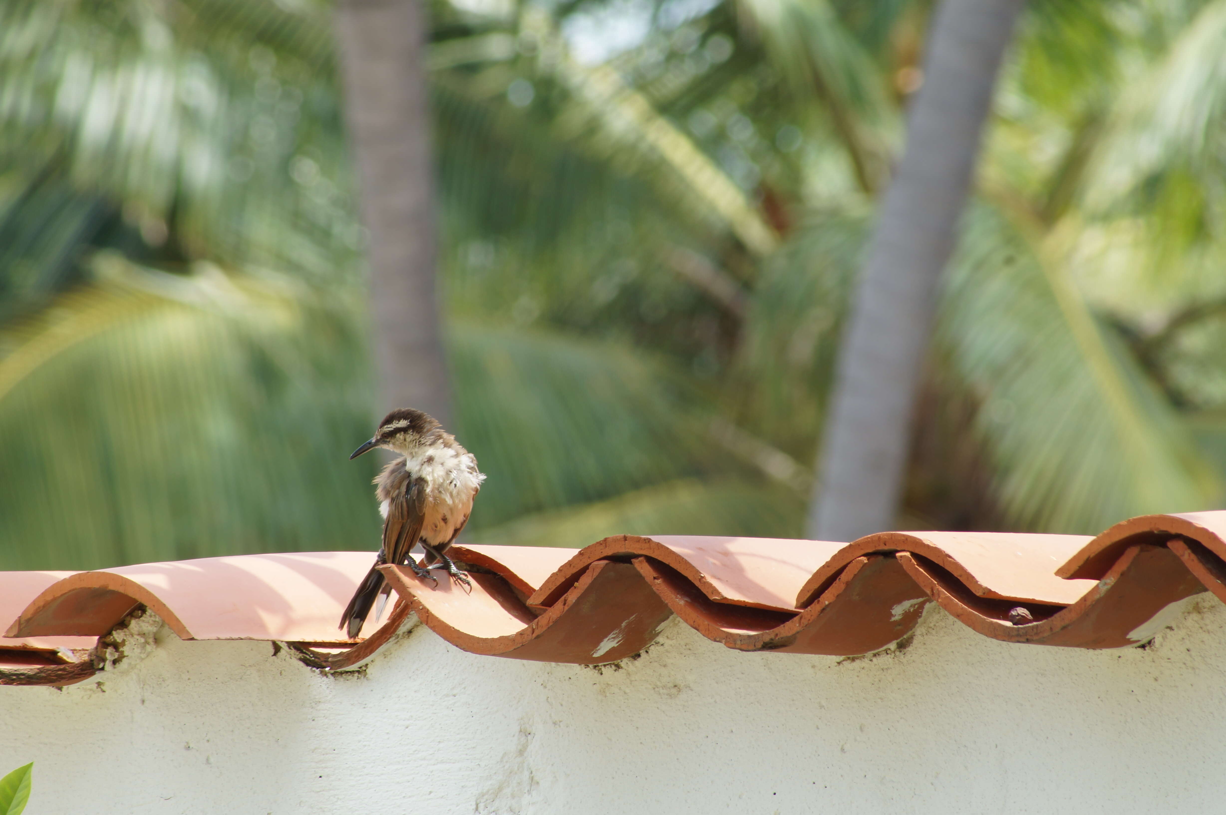 Image of Bicolored Wren