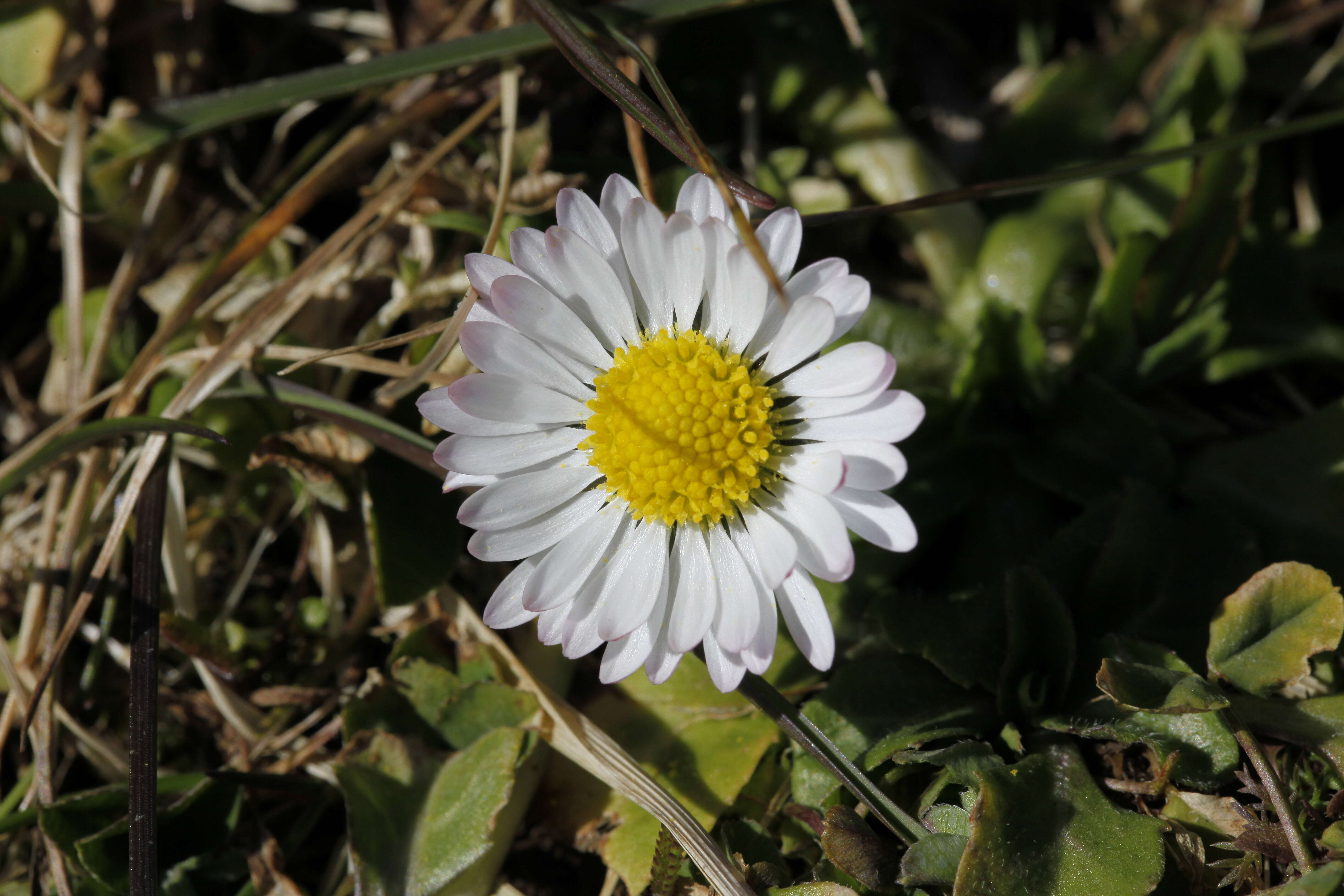 Image of Daisy