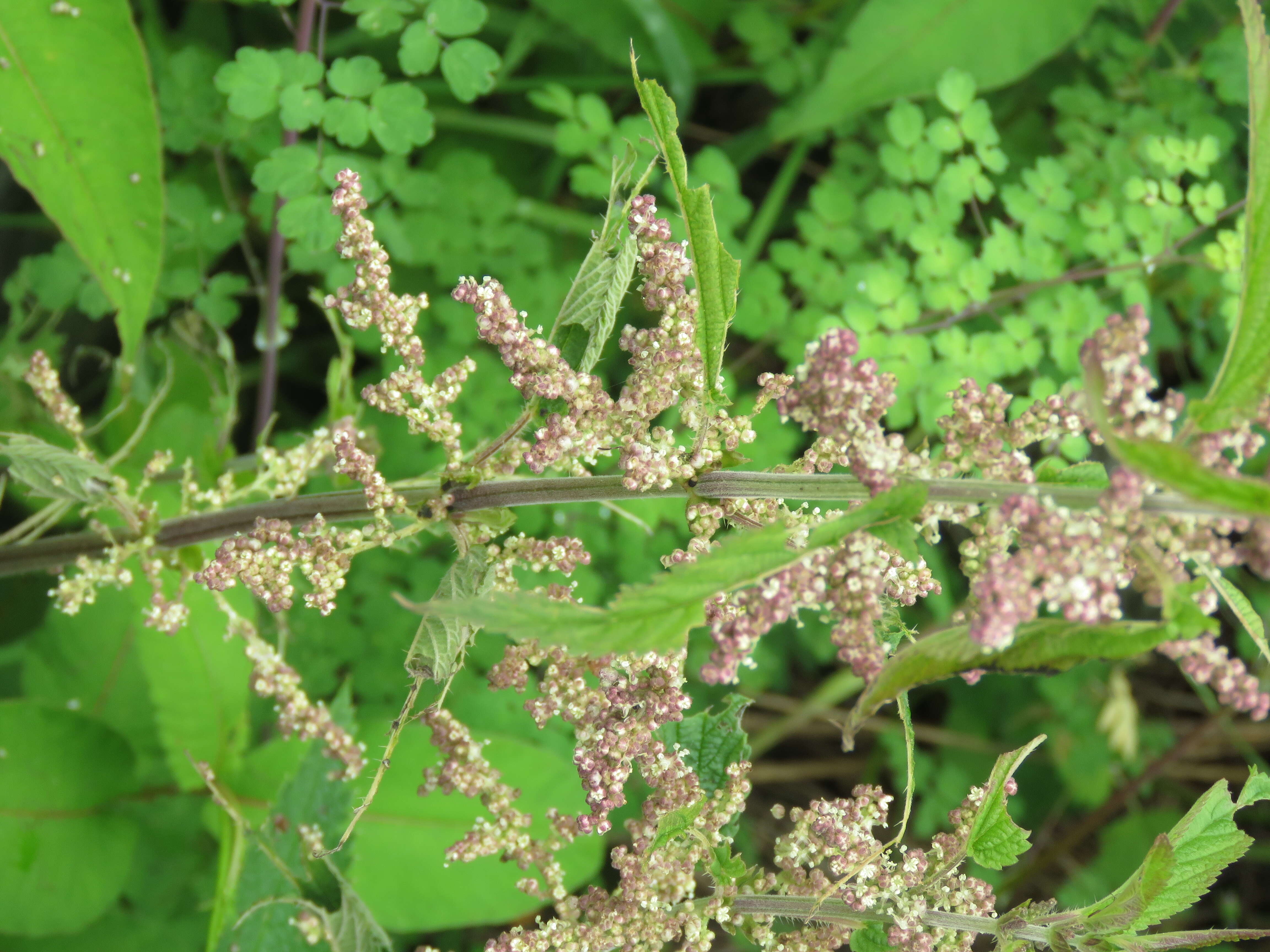 Image of Common Nettle