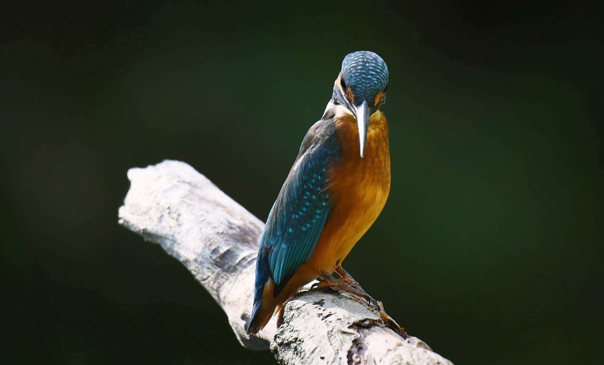 Image of Common Kingfisher