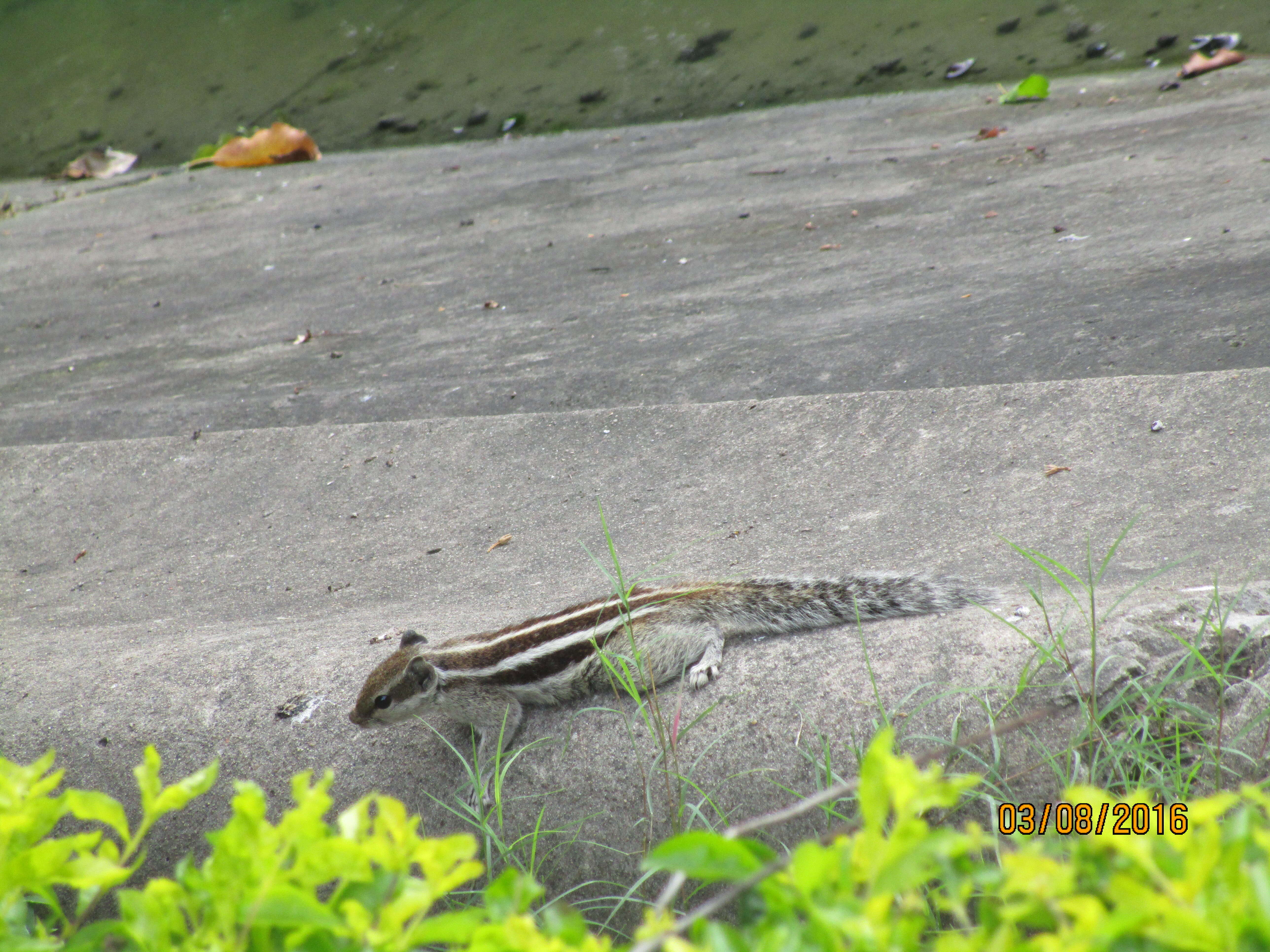 Image of Funambulus subgen. Prasadsciurus Moore & Tate 1965