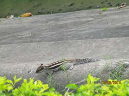 Image of Palm Squirrels