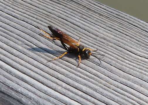 Image of mud daubers