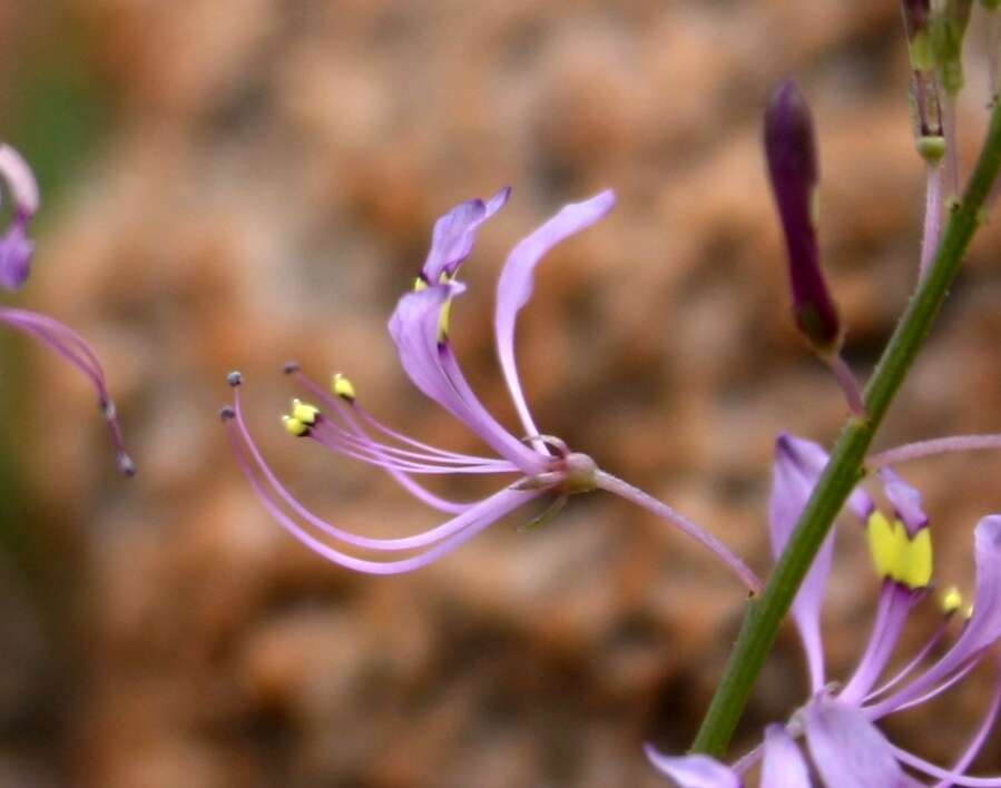 Слика од Sieruela maculata (Sond.) Roalson & J. C. Hall