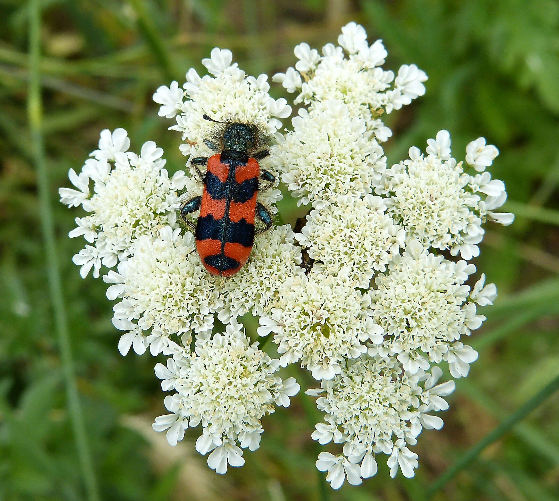 Image of Trichodes alvearius