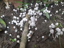 Image of Trooping Inkcaps