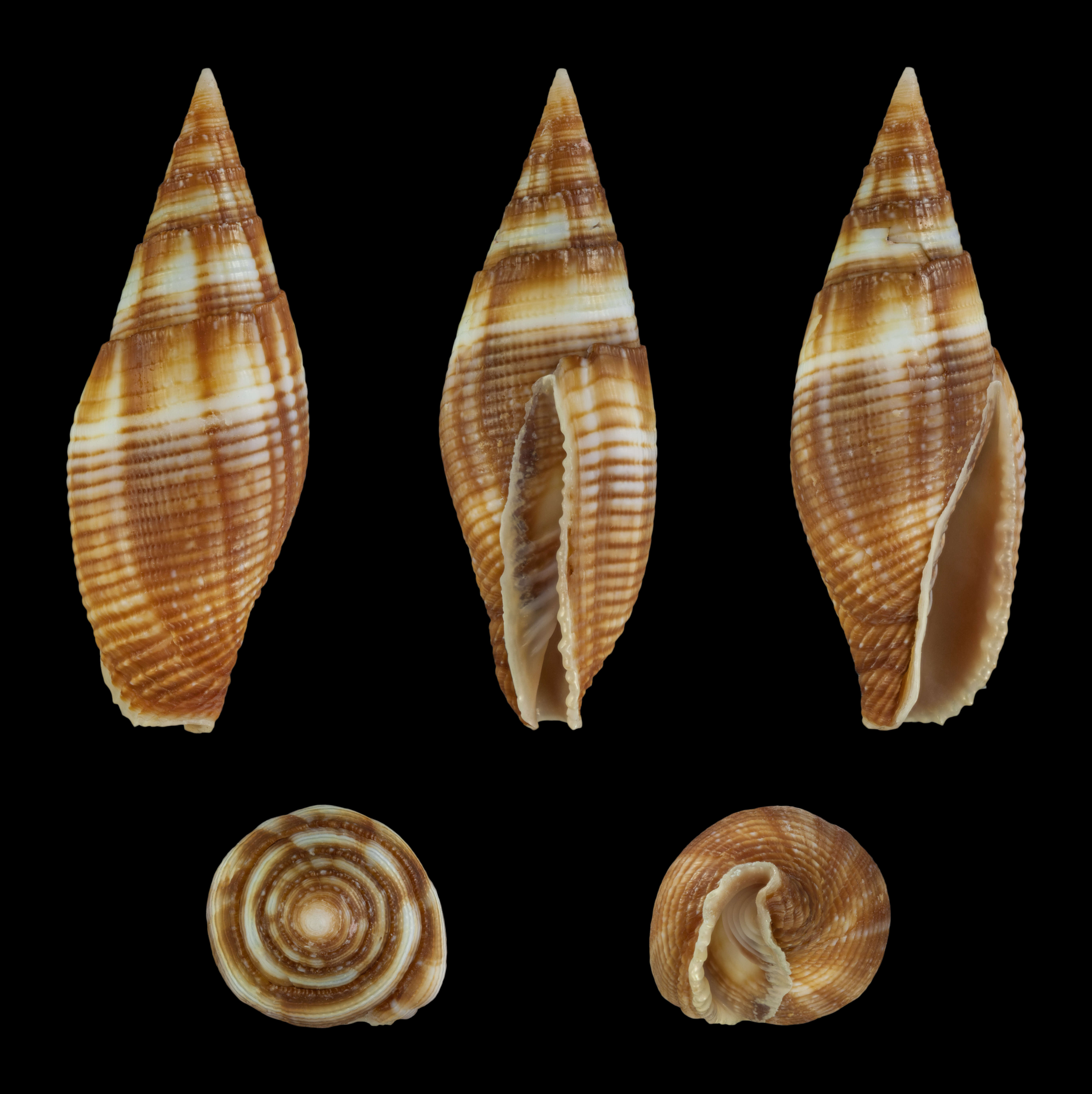 Image de Strigatella ambigua (Swainson 1829)