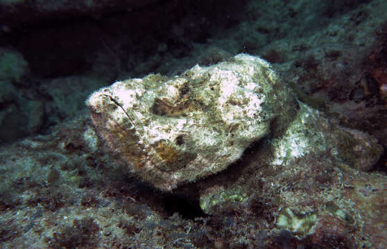 Image de Poisson pierre faux