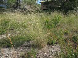 Image of Aristida benthamii Henrard