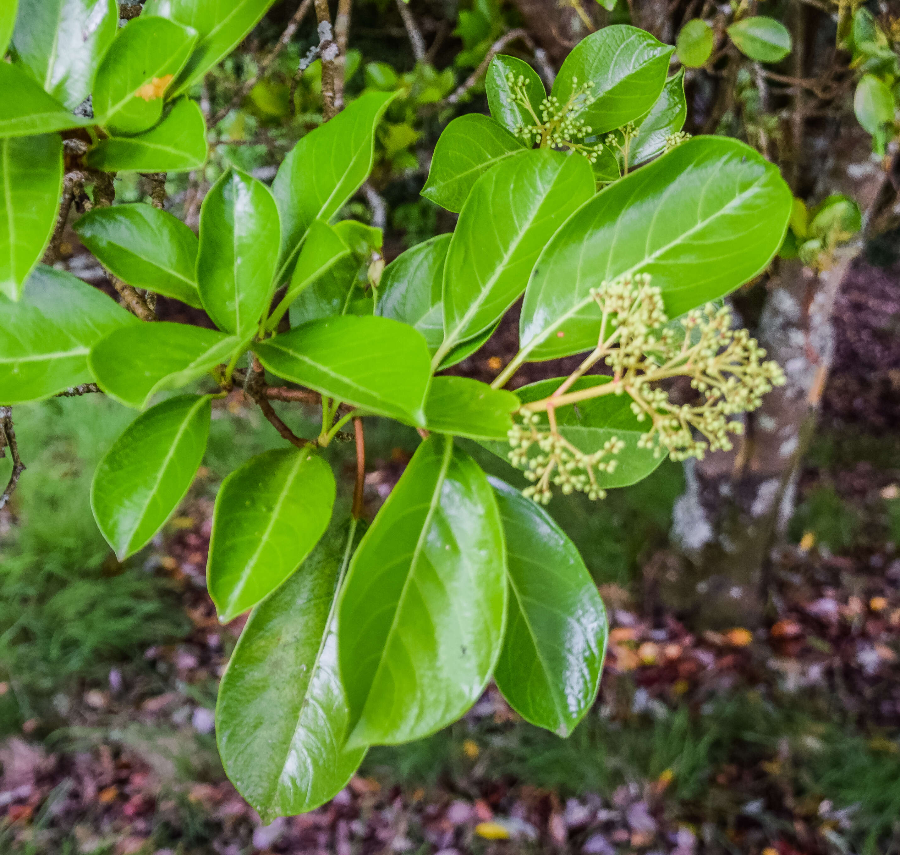 Image of Viburnum odoratissimum Ker-Gawl.