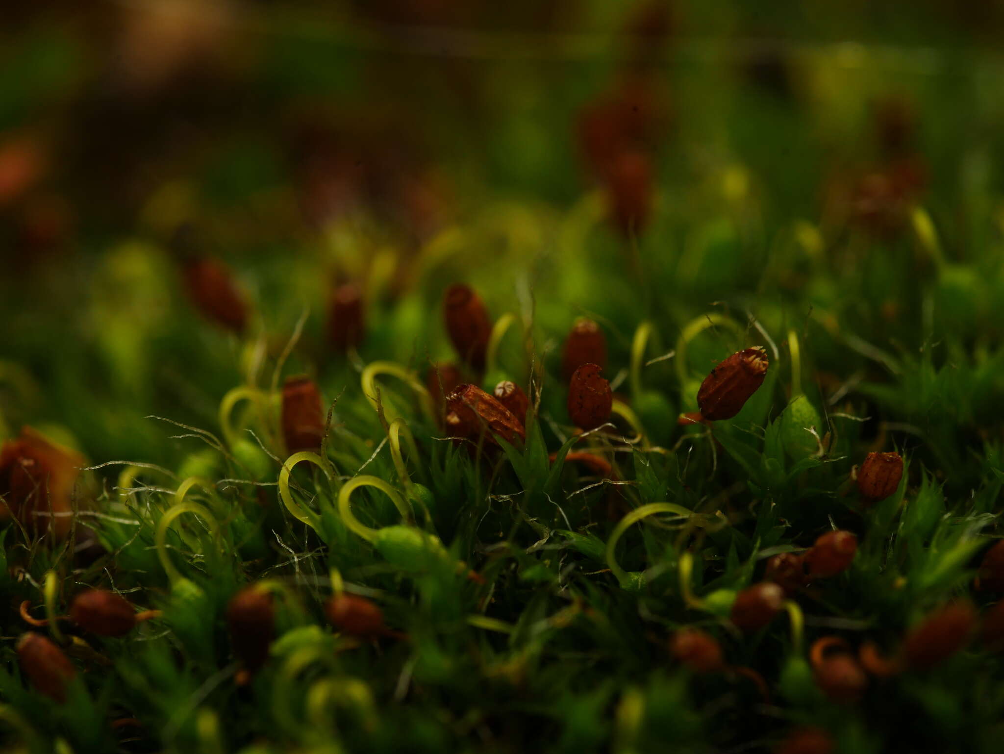 Image of pulvinate dry rock moss