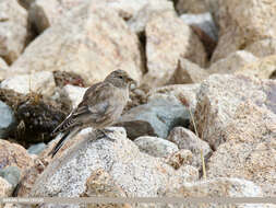 Image of Black-winged Snowfinch