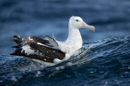 Image of Antipodean Albatross