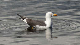 Image of Lesser Black-backed Gull