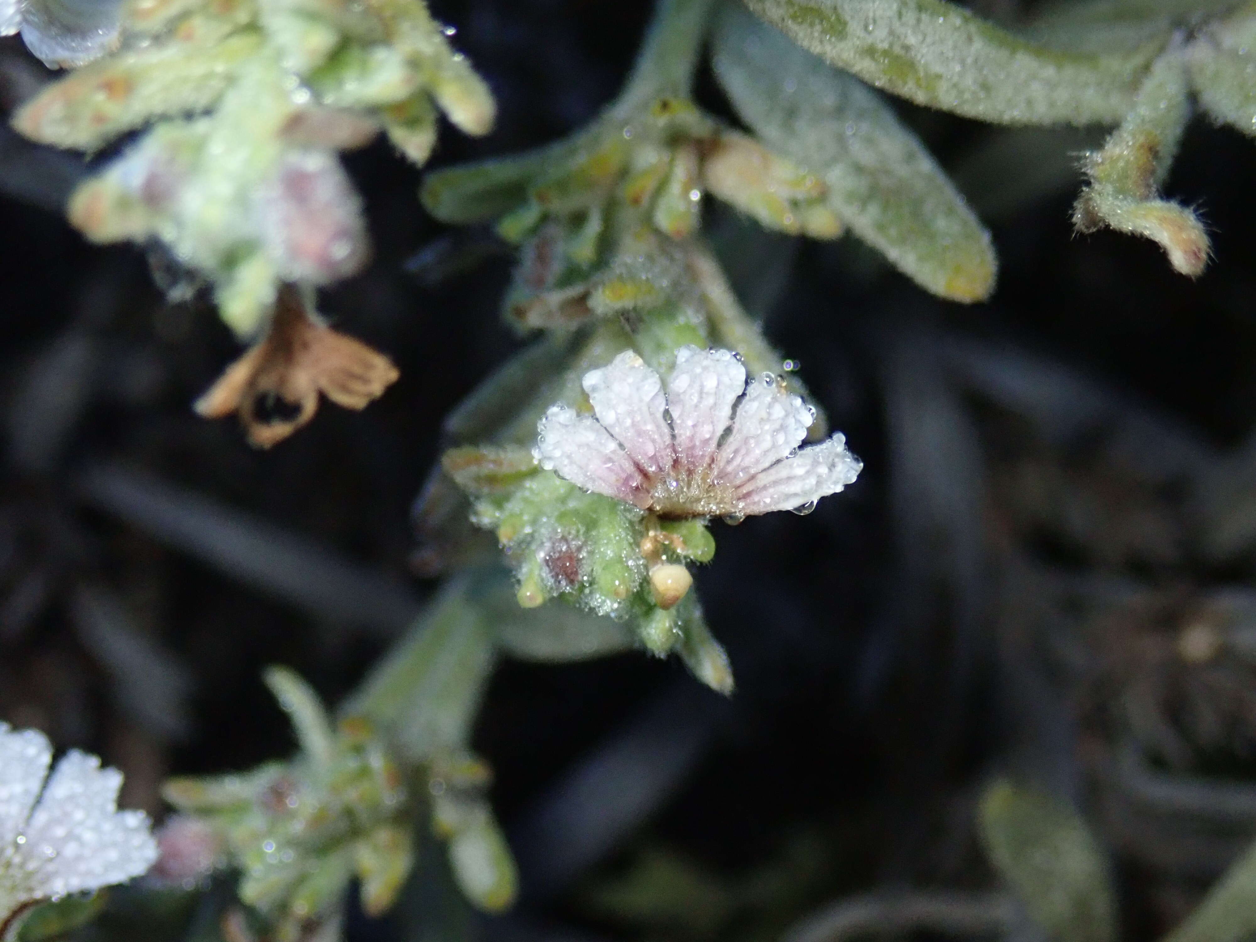 Imagem de Scaevola canescens Benth.