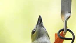 Image of Palm Tanager