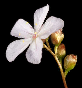 Imagem de Drosera dichrosepala Turcz.