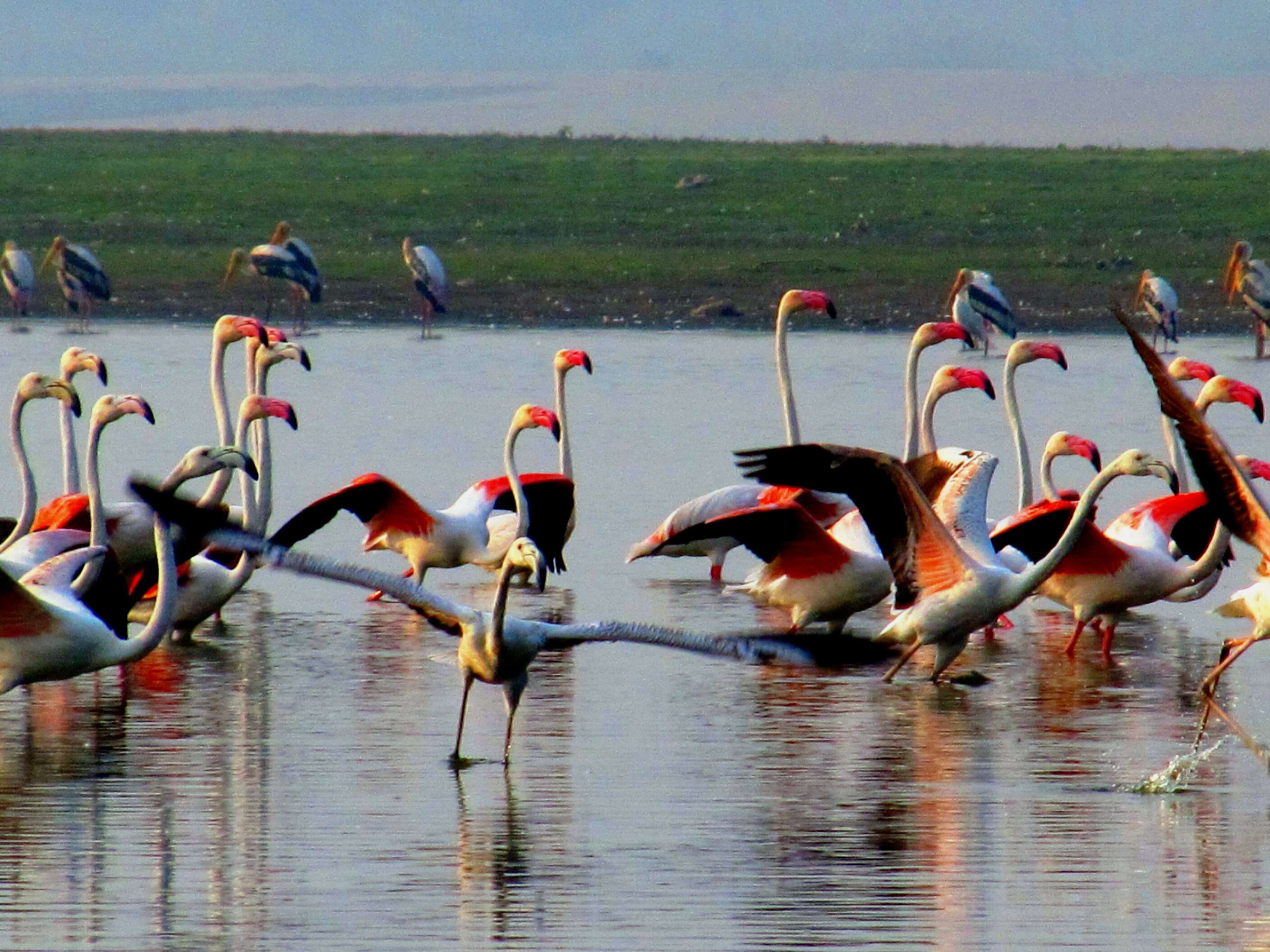 Imagem de Phoenicopterus roseus Pallas 1811