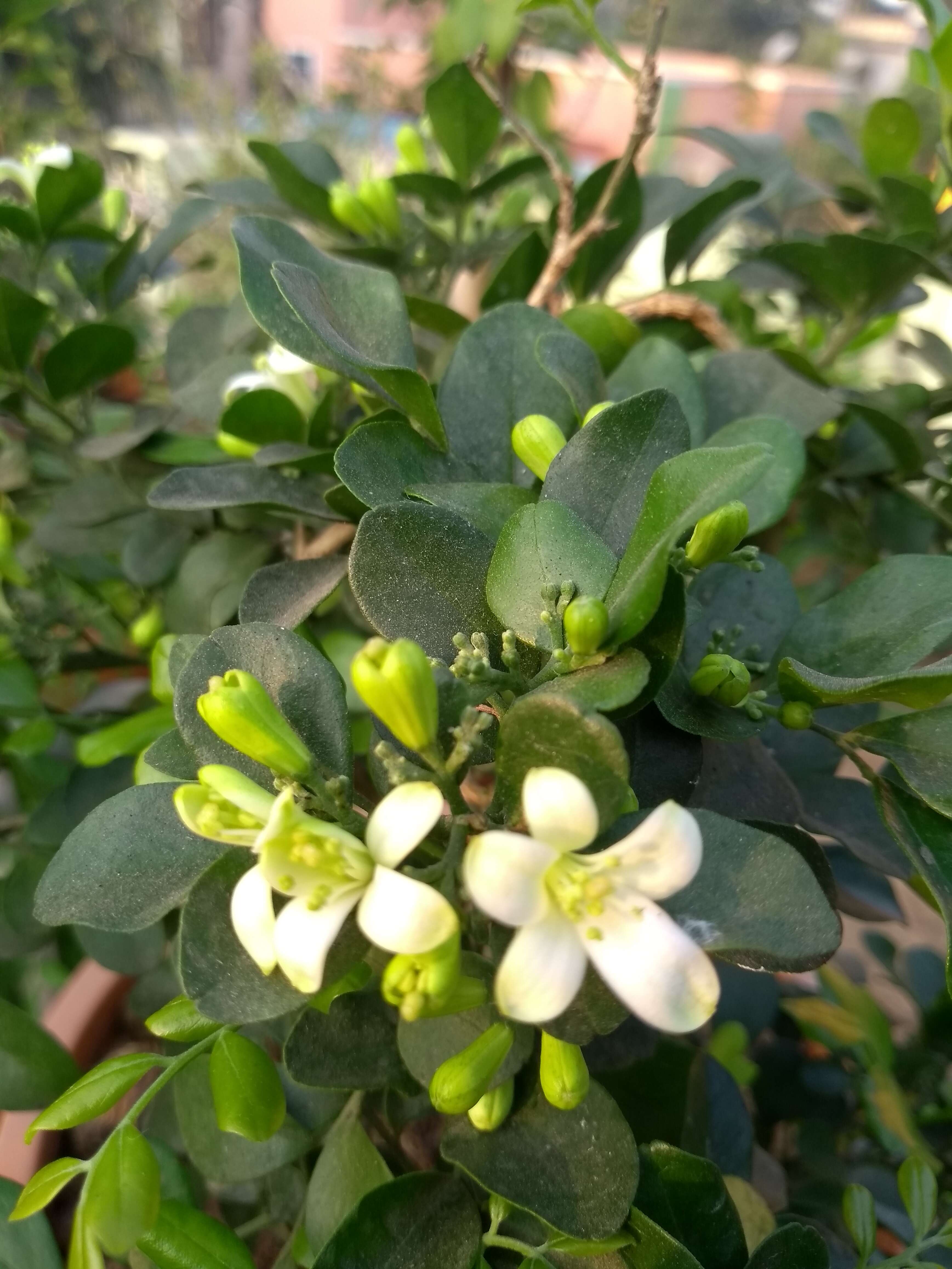 Image of orange jasmine