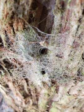 Image of Desid spider