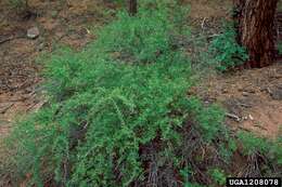 Image of whitestem gooseberry