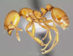 Image of Desert Fire Ant