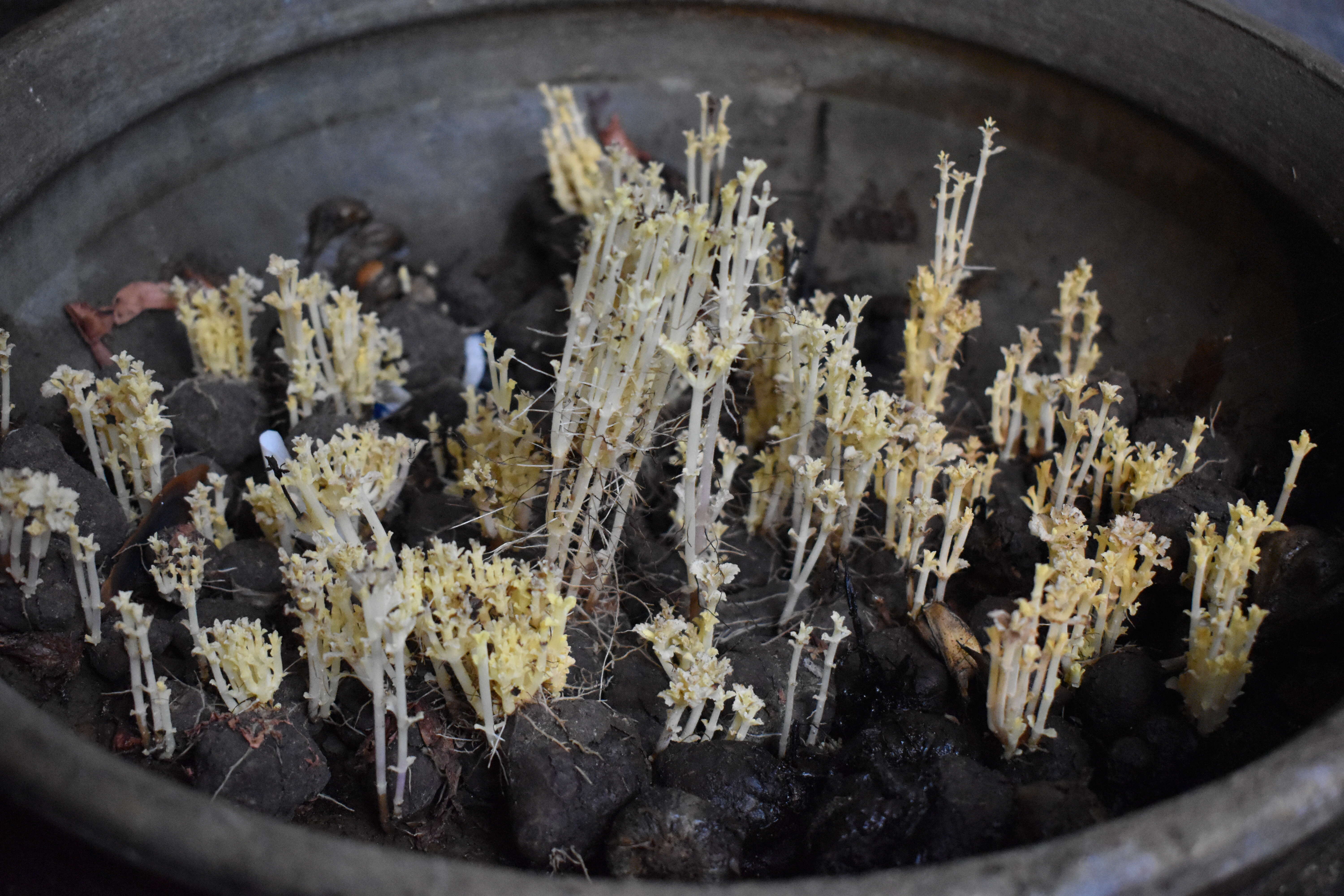 Image of hausa potato